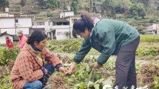 汇川：年轻干部与乡村的“双向奔赴”