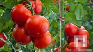介绍西红柿拌蜂蜜的功效