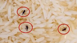 用以下3招，可以使大米一年不发霉不生虫，真的太管用了