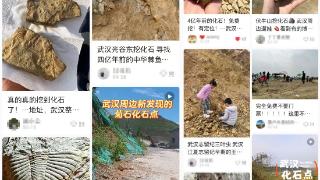 好多人挖到了！武汉这些地方兴起“化石热”