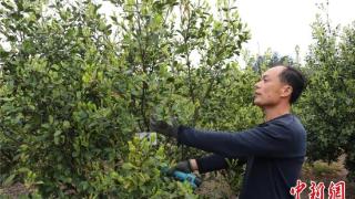 （乡村行·看振兴）江西广丰油茶种植为乡村振兴添“油”加力