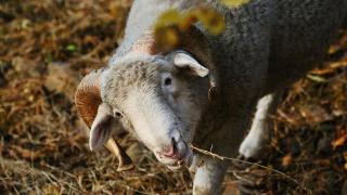 羊越吃越瘦慢慢就死了什么原因？羊吃着吃着怎么就死了，还很瘦？