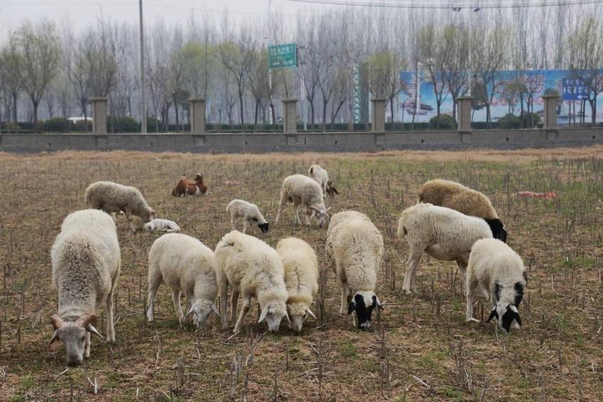 放养羊在吃草时需要注意什么问题？养羊人快来看