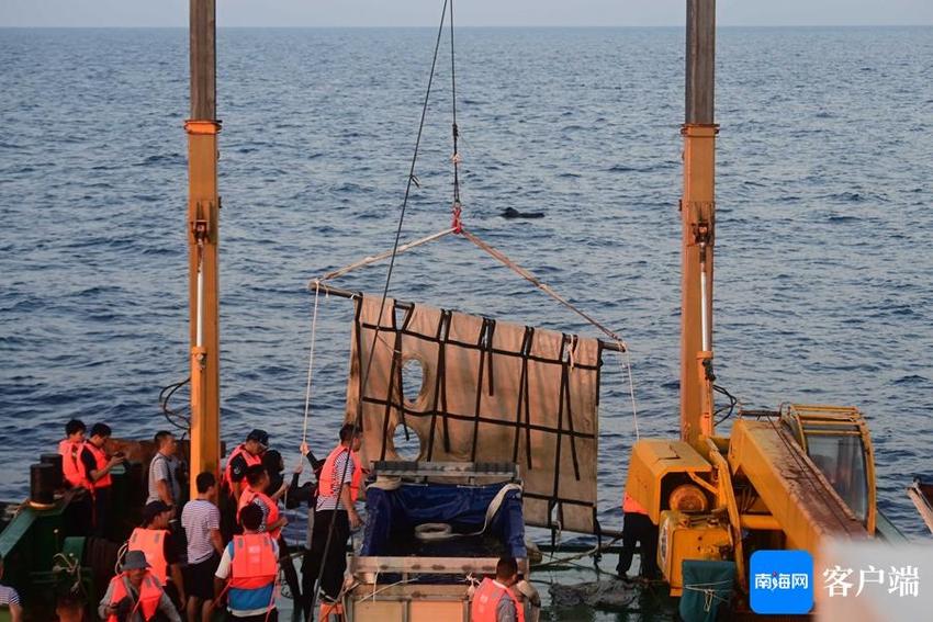 晓峰近距离｜国内首例搁浅领航鲸成功救治 “海棠”在三亚放归