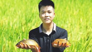 “都匀红鲤”稻田综合种养试验获成功