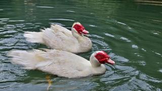 怎么抑制呼肠孤病毒对鸭的危害 导致鸭呼肠孤发病率更高的原因