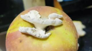 网友晒苹果长出大蘑菇，中科院专家“千里求购”