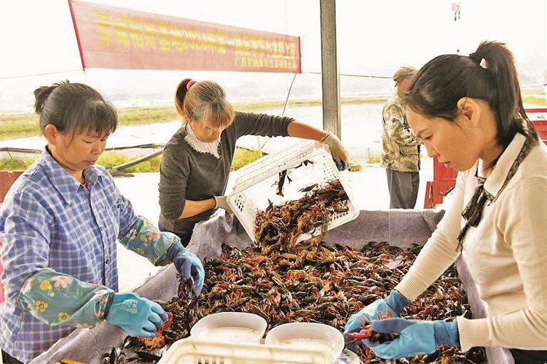 河池小龙虾抢登北上广深餐桌