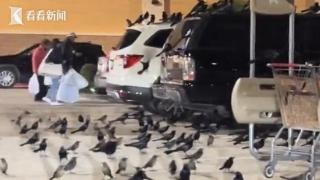 宛如恐怖大片！美国一停车场被成百上千黑鸟霸占