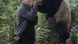 网红熊猫饲养员被曝出轨睡粉，女粉丝知三当三，怀孕找不到人！