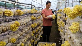 河北平泉：“榆黄蘑”试种丰收 农民采摘忙