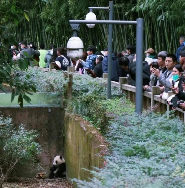 愤怒！大熊猫福菀被游客泼水后委屈躲角落，7个月大的它，其实......