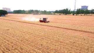 13万余亩小麦收割忙，济宁高新区绘就一年好“丰”景