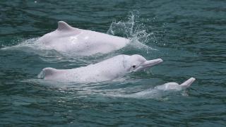 湛江发挥检察职能，助推中华白海豚保护