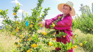 江西南丰：特早蜜桔“抢鲜”上市