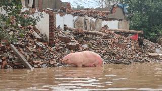 救援队送完物资后想救废墟旁的两头猪被制止，大爷：不用救，我放那儿养的