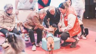 宠物狗被一群志愿者训练成治疗犬
