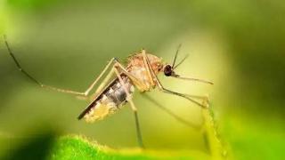 美国培育出对疟原虫免疫的转基因蚊子