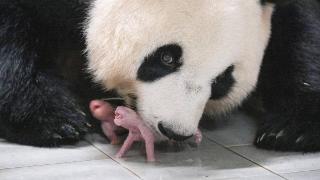 外交部发言人：祝愿旅韩熊猫“爱宝”的双胞胎幼崽茁壮成长