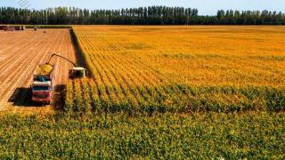 新疆已收获秋粮近700万亩