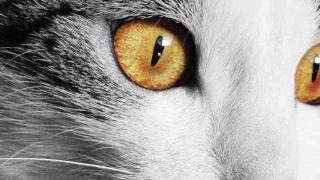 萌宠小百科：猫咪眼睛不光好看，还有很多功能，关于猫眼的七大真相