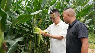 四川苍溪：27万亩早玉米丰收在望 玉米单产预计再提升