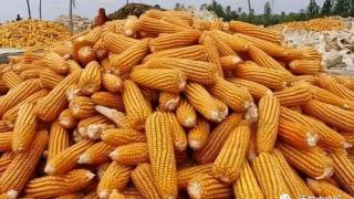 缅甸玉米半年出口量达150多万吨，贸易伙伴多样化