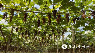 仁怀：清凉葡萄采摘季 产业增收正当时