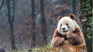 陕西携手民族品牌发起“大熊猫守护计划”