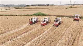 青岛353万亩冬小麦开镰，18万台（套）农业机械将投入作业