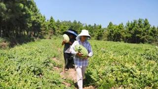 湖南新田：“一村一品”激发乡村经济活力