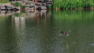 夏日绿头鸭又如约落脚香山公园振翅鸣追逐嬉戏