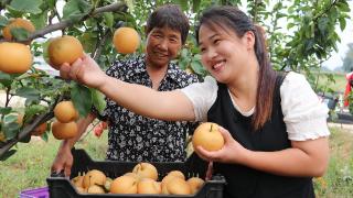 亳州市谯城区古井镇：种植秋月梨 结出致富果