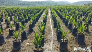 缅甸德林达依省油棕榈产量稳步增长，为食用油供应做准备
