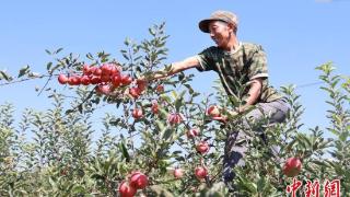 陕西洛川：早熟苹果迎丰收 果农田间采摘忙