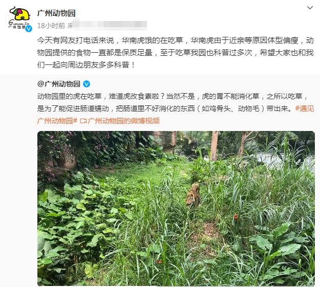 网曝广州动物园老虎骨瘦如柴饿得只能吃草 广州动物园最新回应