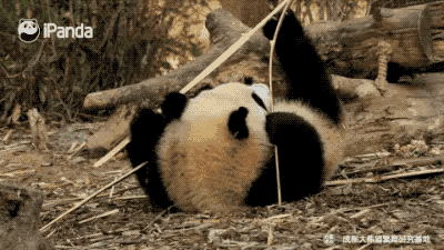 吃竹子吃到手忙脚乱的大熊猫