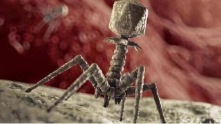 病毒是外星物种？科学家发现：噬菌体的基因组不像地球生命