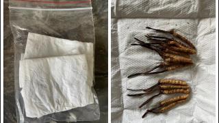 青海脊髓瘤患者在西安红会医院获新生 千里送虫草致谢