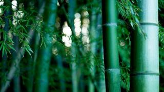 突破生命中的“竹节”