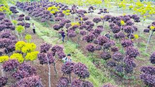 多彩苗木产业助农增收