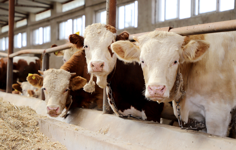 养牛大户分享：母牛生产后，怎么给母牛和犊牛做护理？