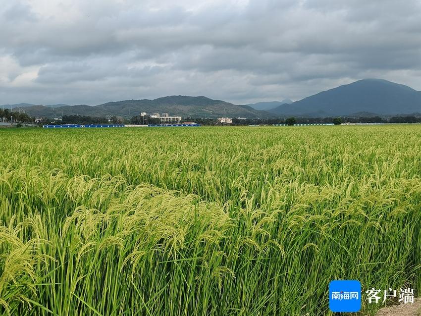 种业cro模式助力水稻繁育