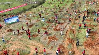 江西：300余名志愿者植树造林添新绿
