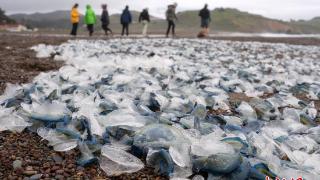 奇特海洋生物“占领”美国西海岸