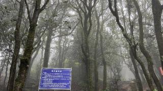 实地探访！哀牢山景区地面湿滑大雾浓，向导提醒要有敬畏之心