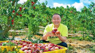 江川区4300多亩鲜桃陆续成熟上市