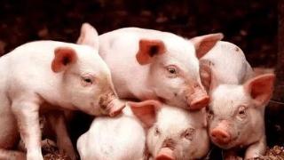 欧洲猪肉业界：中国若限制进口将是梦魇