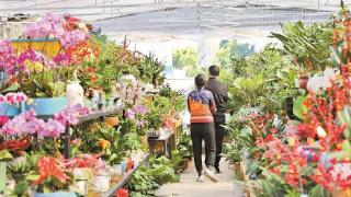 宝安区最大花卉市场——浩森花卉世界开门迎客