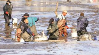 白鹭齐飞 肥鱼弹跃